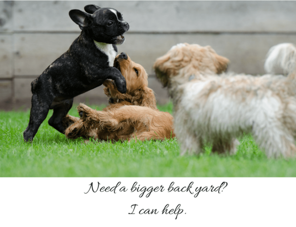 Animals – Need a Bigger Backyard