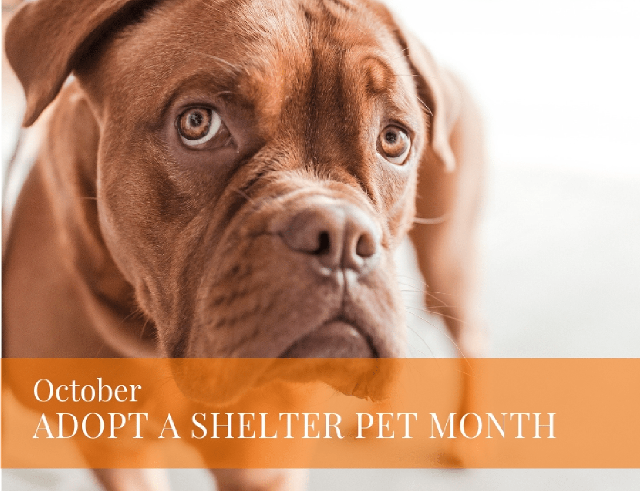 Holiday – October – Adopt a Shelter Pet, Dog 