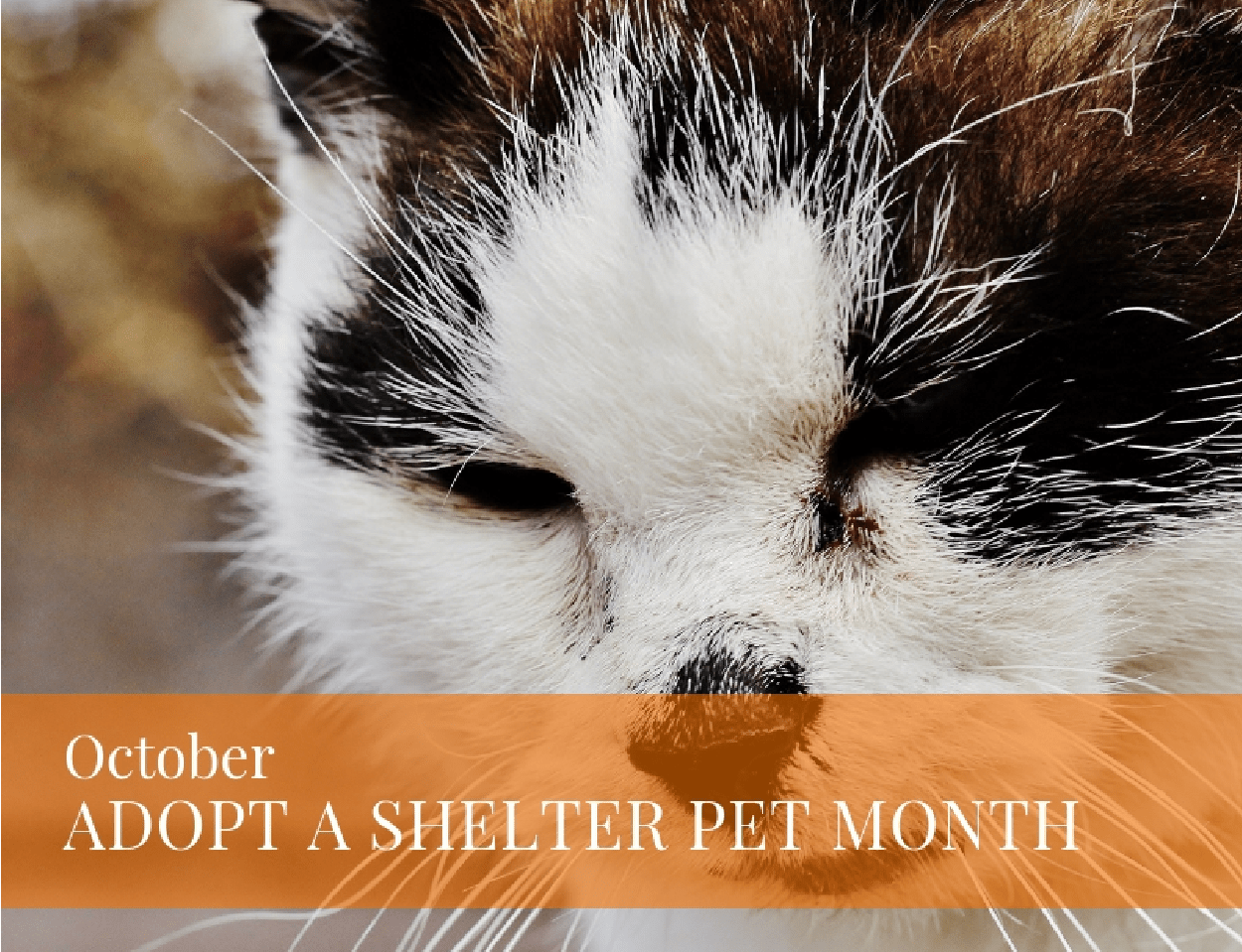 Holiday – October – Adopt a Shelter Pet, Cat 