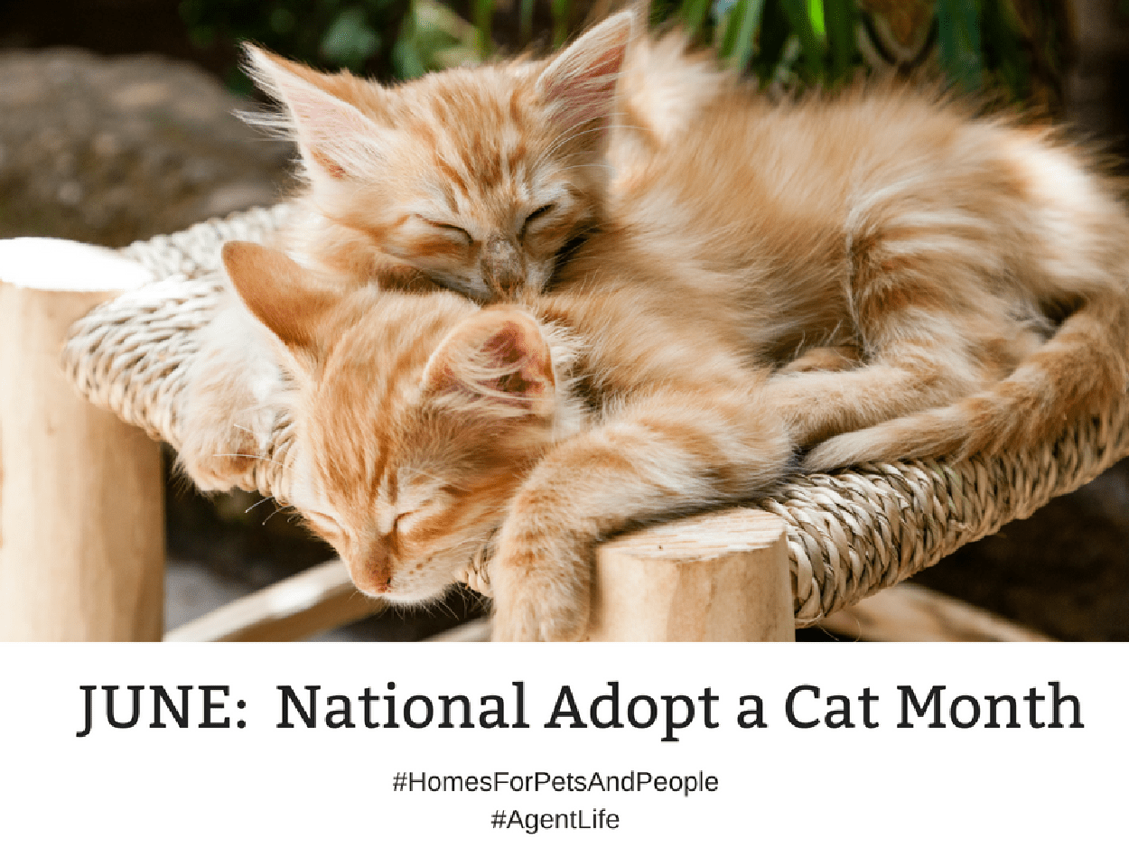 Holiday – June – Adopt a Cat Month 