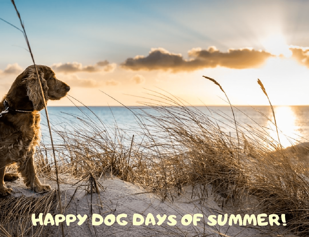 Holiday – June – Dog Days of Summer