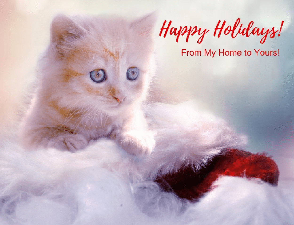 Holiday – December – Kitten