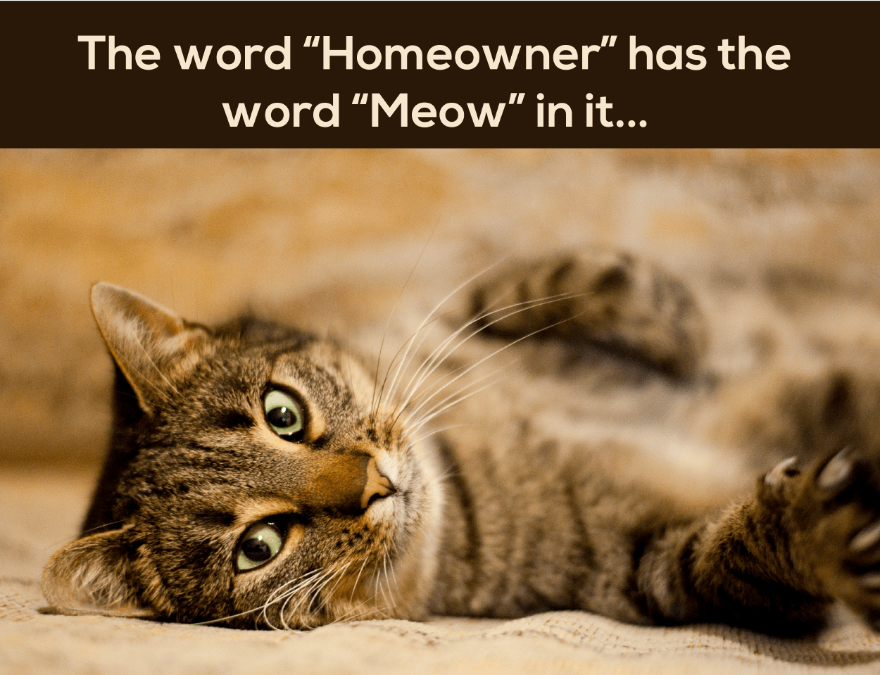 Animals – Homeowner, Meow