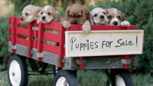 puppies in the back of a red wagon with a for sale sign